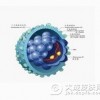 感染尖锐湿疣的病因都有哪些呢