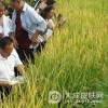 稻农皮炎的饮食注意事项有什么