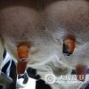 被传染上了副牛痘该怎么治疗？