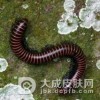 被千足虫灼伤之后的应对办法
