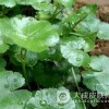 漆疮的治疗偏方是什么