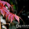 患有了漆疮的注意事项是什么