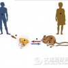 怎么预防出现地方性斑疹伤寒