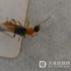 怎么避免隐翅虫皮炎的发生