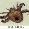 阴虱患者患病后的诊断