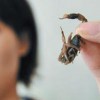 治疗昆虫蛰咬伤的方法有哪些