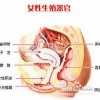 外阴白斑和三种外阴疾病的比较