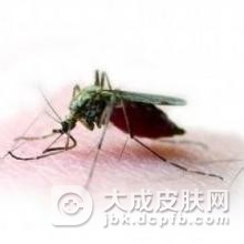 春季为什么会得虫咬性皮炎