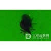 虱病的治疗措施都有哪些?