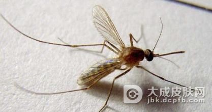 预防虫咬性皮炎的举措