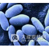生殖器念珠菌病要怎么诊断