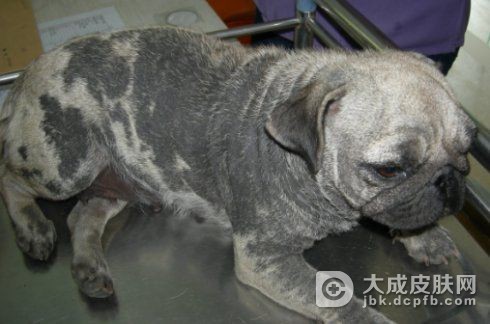 蠕形螨病的原因和症状