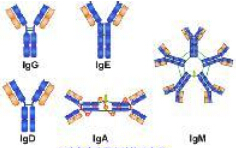 血清免疫球蛋白M（IgM）