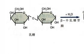 β-半乳糖苷酶试验