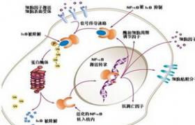 地塞米松抑制试验