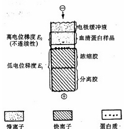 蛋白电泳