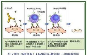 NK细胞活性测定（ＮＫ）