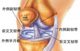 膝关节镜下异体外侧半月板移植术