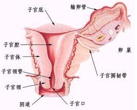 腹腔镜下子宫韧带病损切除术