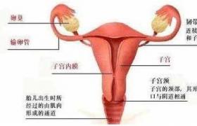 腹腔镜下输卵管妊娠切开去除术