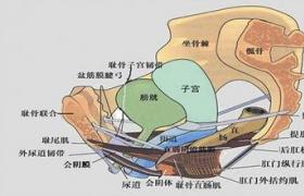 腹腔镜辅助经阴道子宫部分切除术