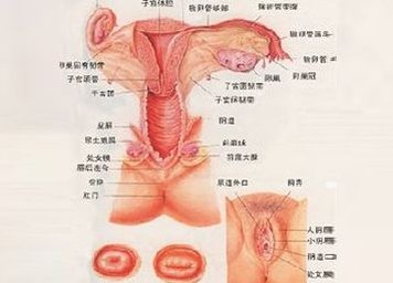 外阴白斑病变有哪些分类