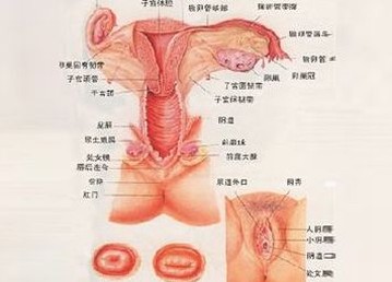 外阴白斑的症状 