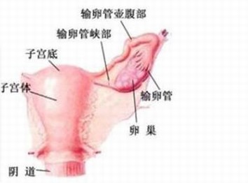 女性要注意外阴白斑的危害有什么