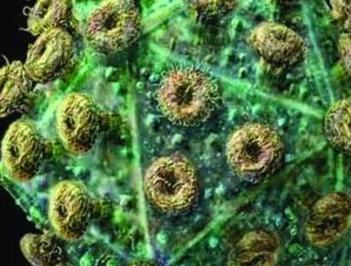 患上淋病怎么办才好