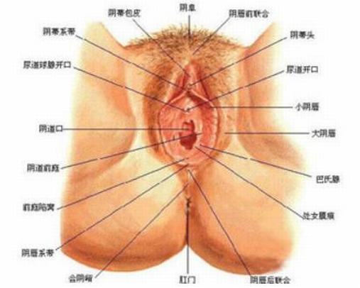 外阴白斑会遗传给后代吗