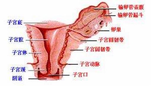 外阴丹毒的发病原因是什么呢