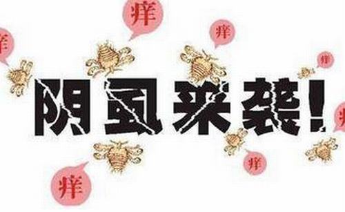 患有阴虱后的症状表现